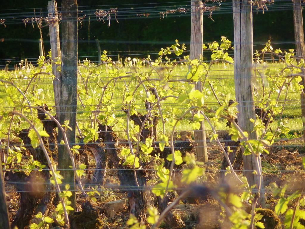 Domaine Joseph Lafarge Wine Resort Oeno-Tonneaux Experience Lugny Zewnętrze zdjęcie