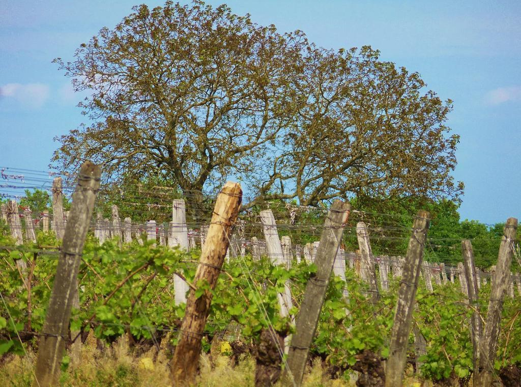 Domaine Joseph Lafarge Wine Resort Oeno-Tonneaux Experience Lugny Zewnętrze zdjęcie