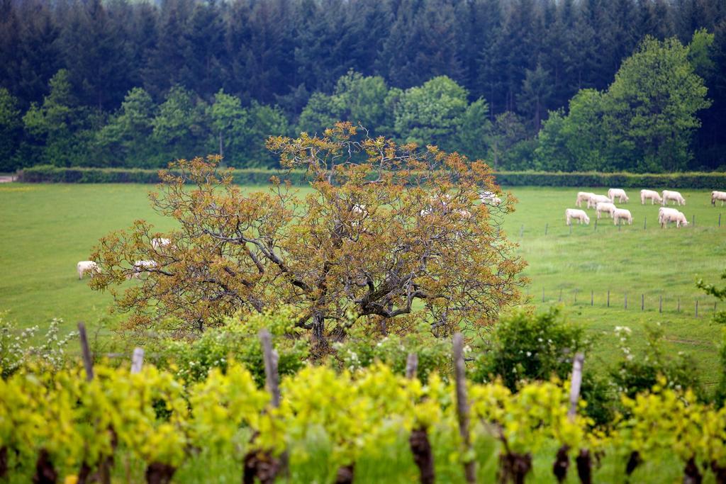 Domaine Joseph Lafarge Wine Resort Oeno-Tonneaux Experience Lugny Zewnętrze zdjęcie